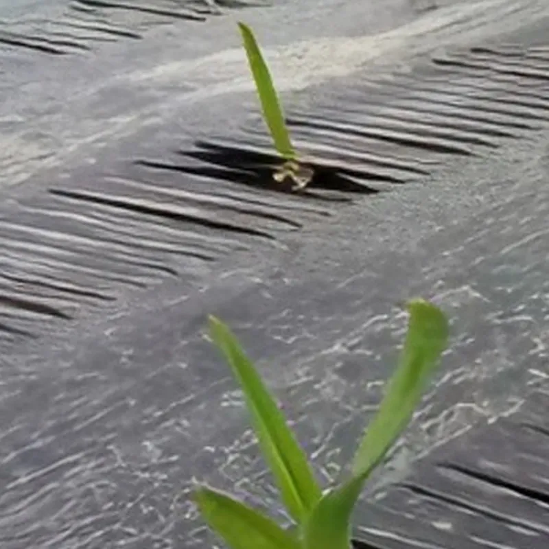 Перфорированная мульчирующая пленка2.3