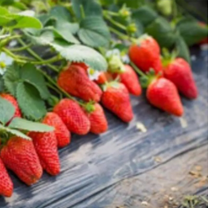 Чёрная полиэтиленовая (ПЭ) мульчирующая пленка.3