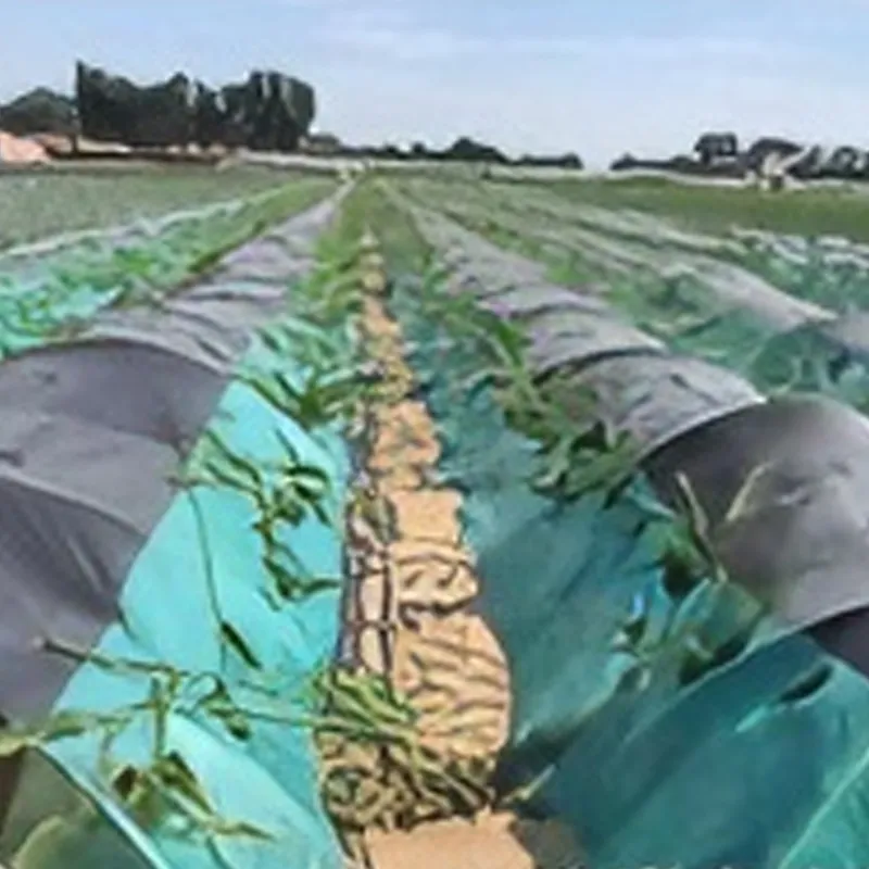 Мульчирующая пленка для выращивания имбиря.2