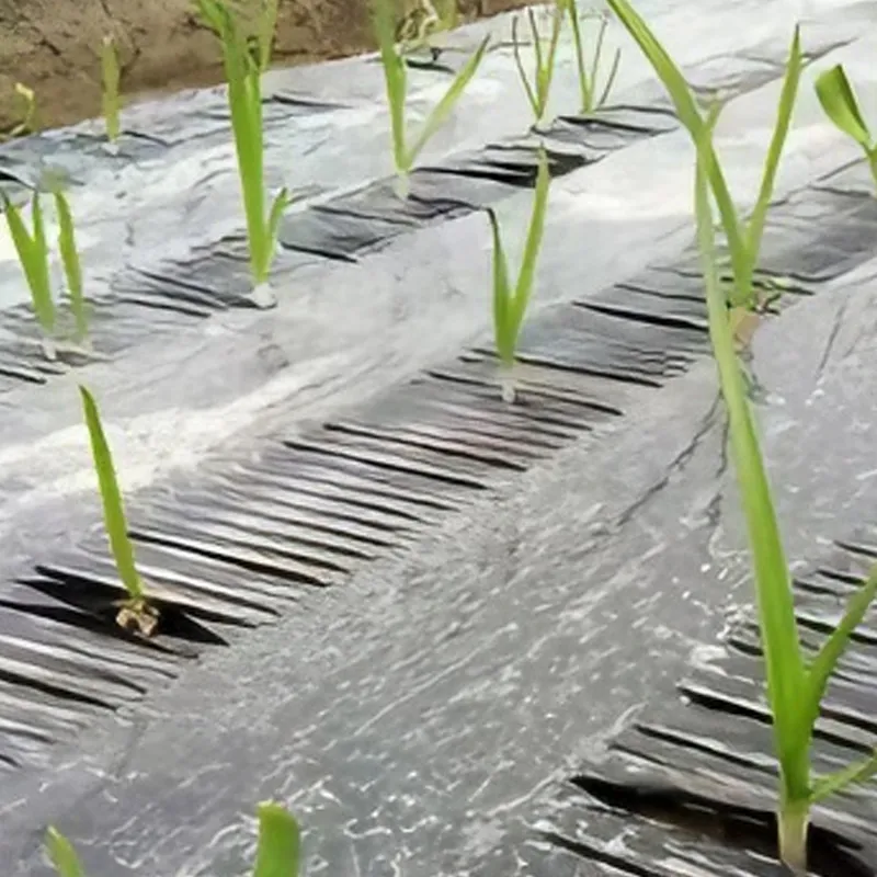 Перфорированная мульчирующая пленка2.2