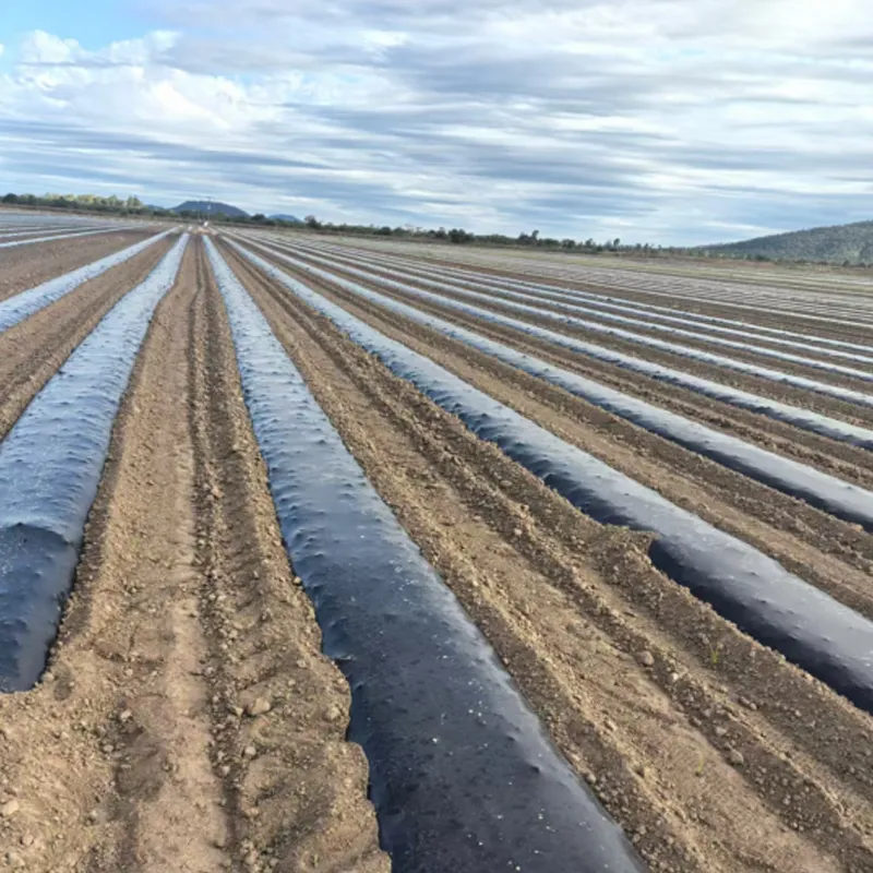 Полностью биоразлагаемая мульчирующая пленка.2